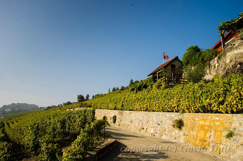 Vineyard near Laussane IMGP3417.jpg